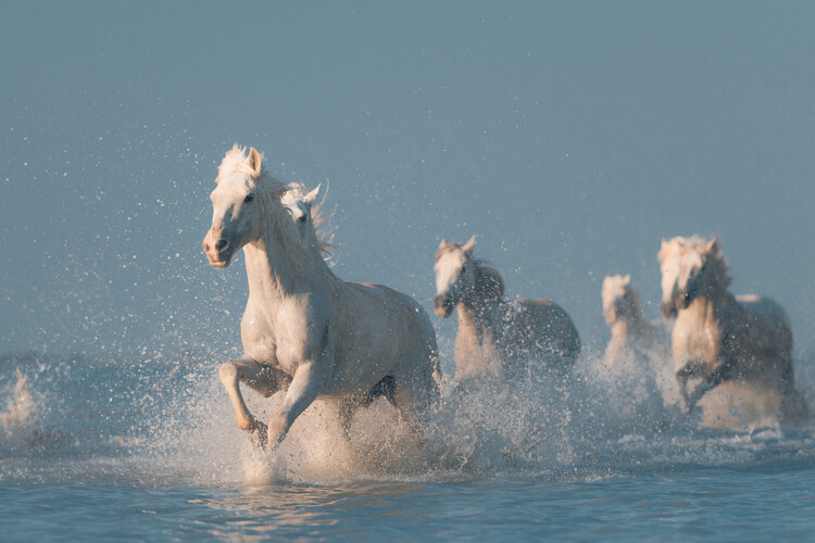 Valokuvataide Angels of Camargue