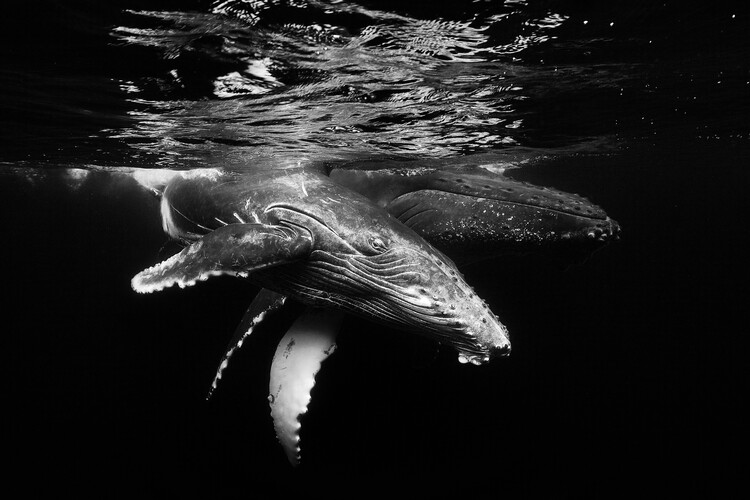 Art Photography Black and whale family