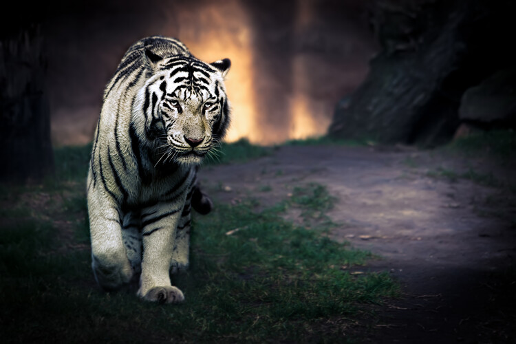 Art Poster Giant Tiger in Forest autumnal colours