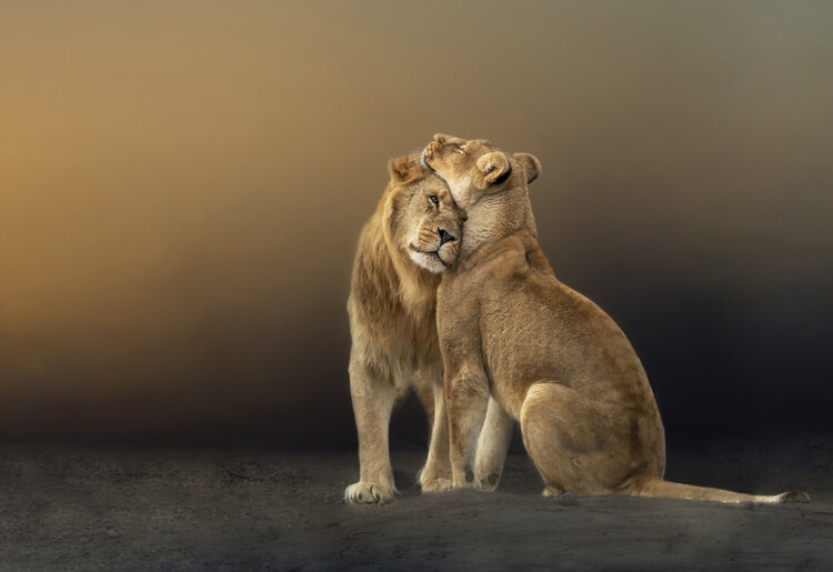 1242x2688 African Lion And Lioness Iphone XS MAX HD 4k Wallpapers, Images,  Backgrounds, Photos and Pictures