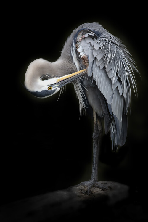 Blue heron 1080P 2K 4K 5K HD wallpapers free download  Wallpaper Flare