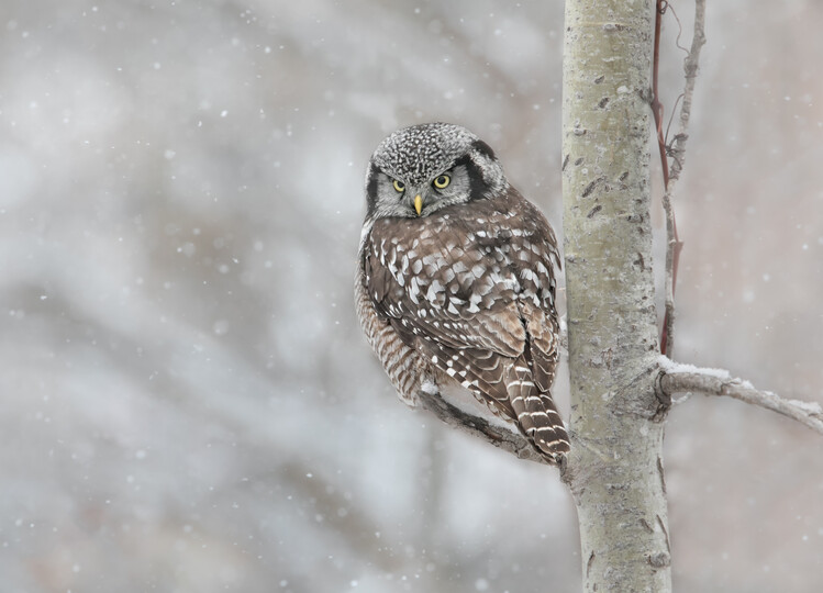 Photographie artistique Northern Hawk Owl look back