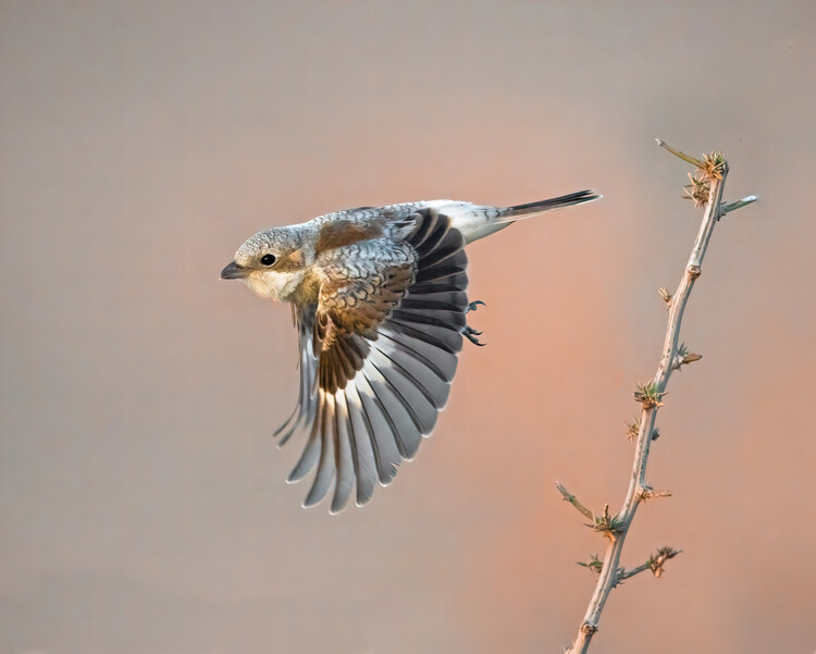 Art Photography woodchat shrike