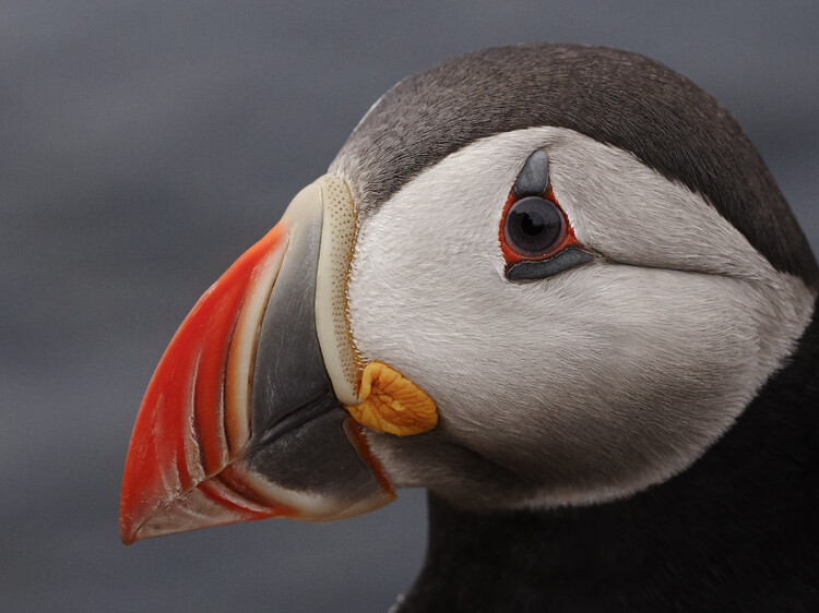 Canvas Print puffin