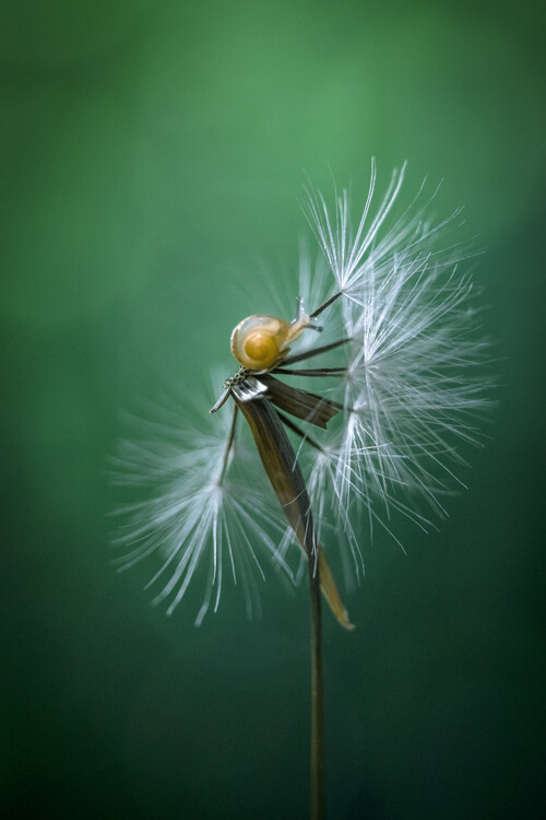 Fotomurale adesivo - Wind Drops