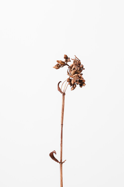 Art Photography Dried brown plant 2