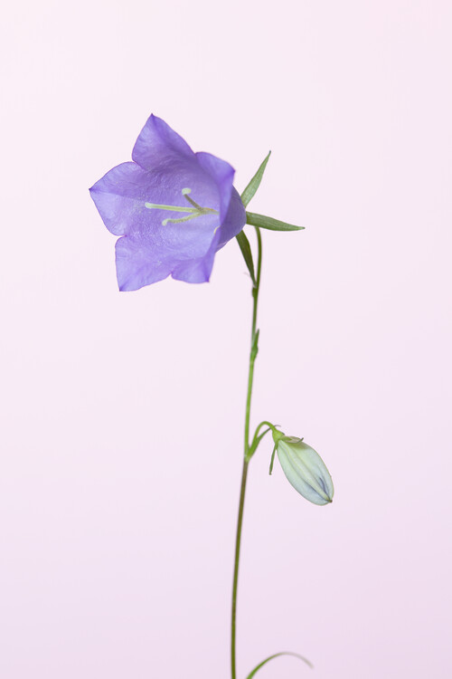 Konstfotografering Bluebell pink background