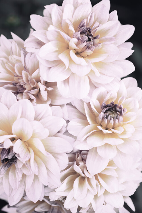 Umetniška fotografija Pinkish Flowers