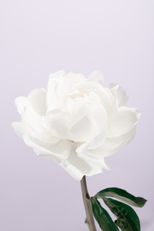 Konstfotografering Peony 3