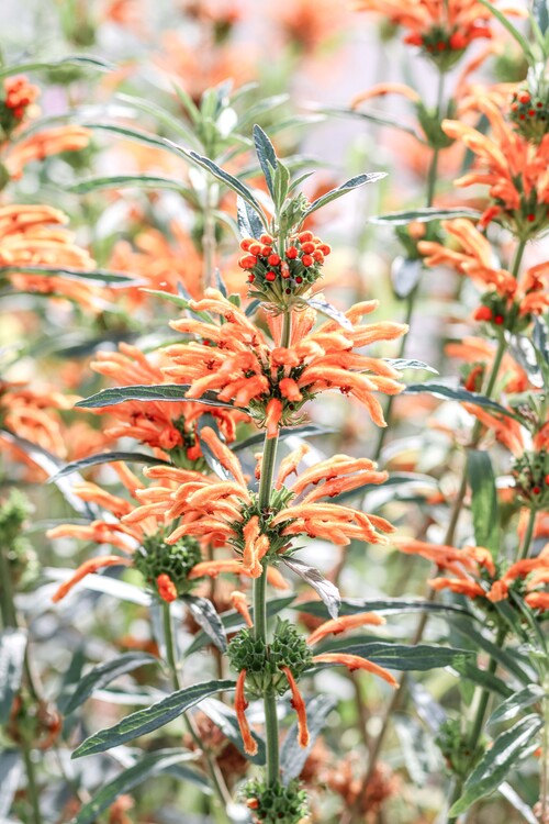 Valokuvataide Orange flowers
