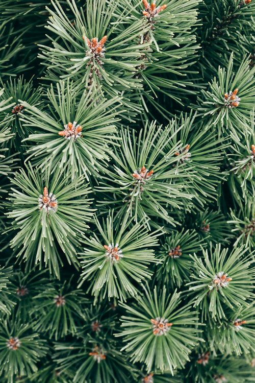 Valokuvataide Needles