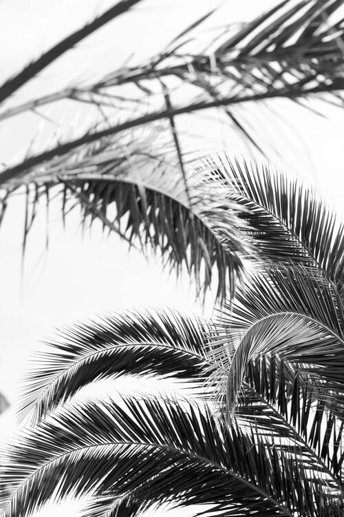 Художествена фотография Palm leaves 2