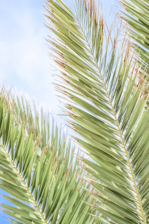 Palm Leaves | ubicaciondepersonas.cdmx.gob.mx