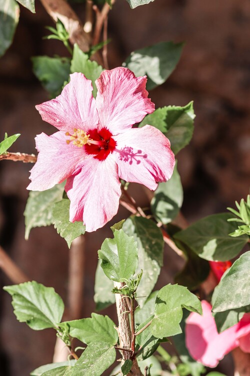 Valokuvataide Pink flower