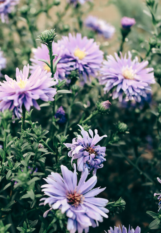 Umetniška fotografija Purple flower