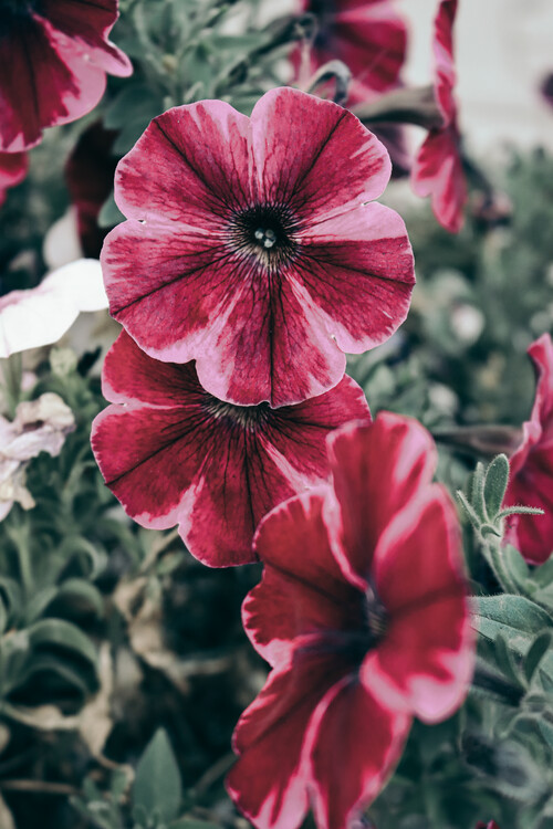 Valokuvataide Purple flower 4