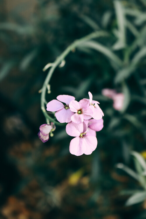 Konstfotografering Purple flower 2