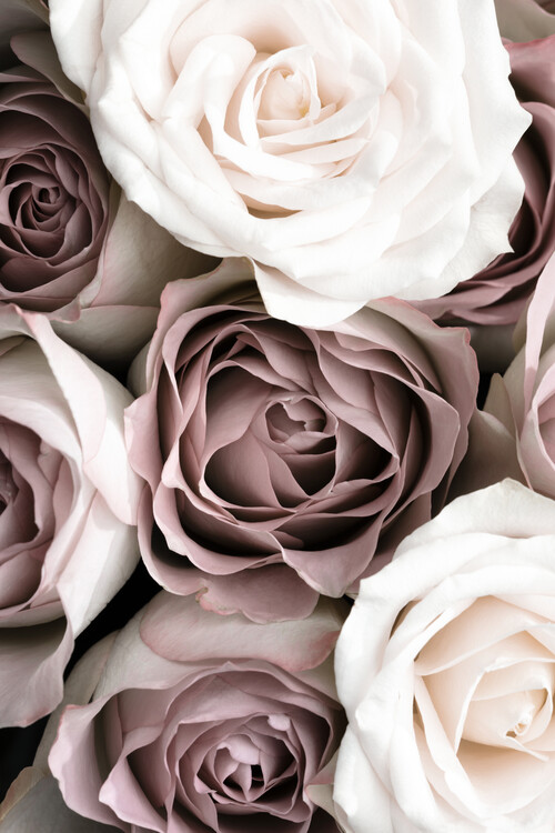 Fotografie Roses, Studio Collection, (26.7 x 40 cm)