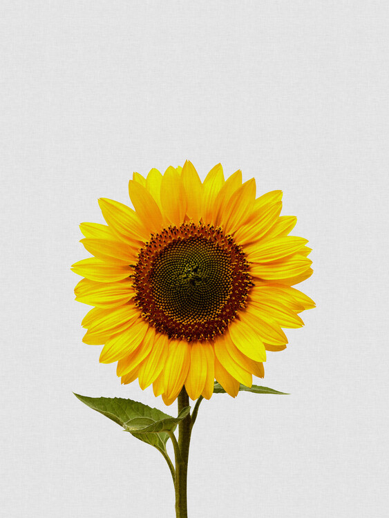 Illustration Sunflower Still Life