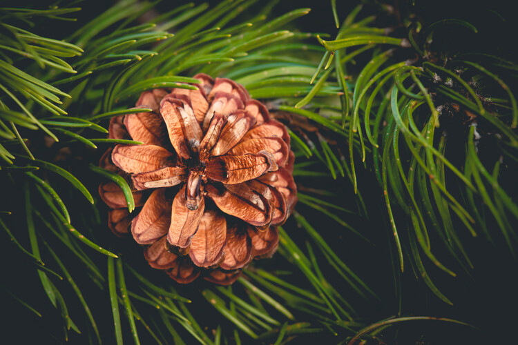 Fotografia artistica Conifer cone