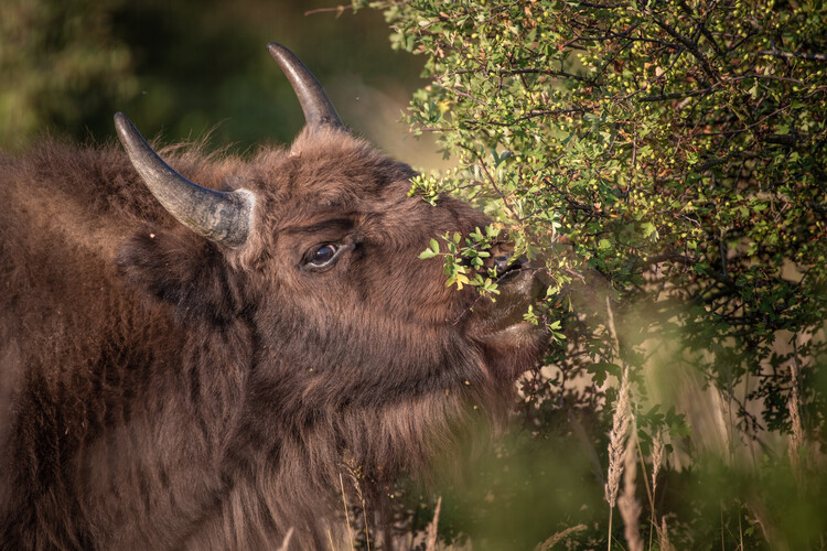 Konstfotografering European bison