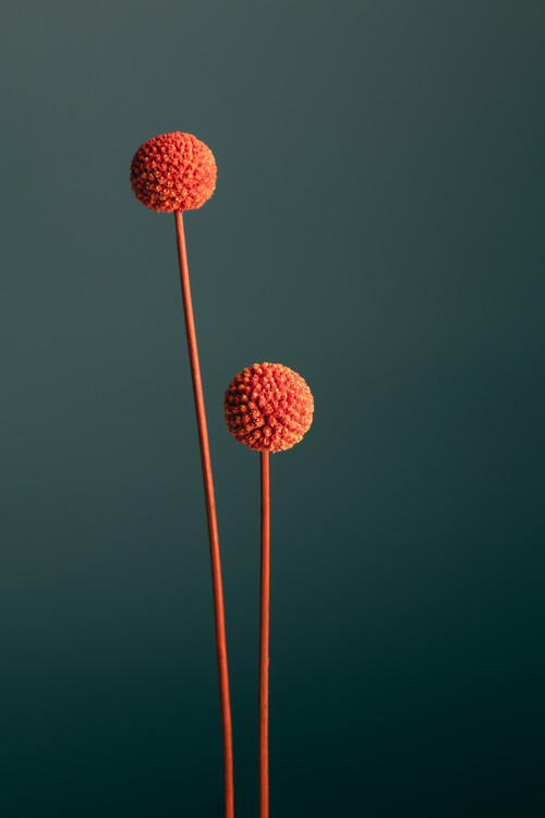 Konstfotografering Orange Seed Capsules