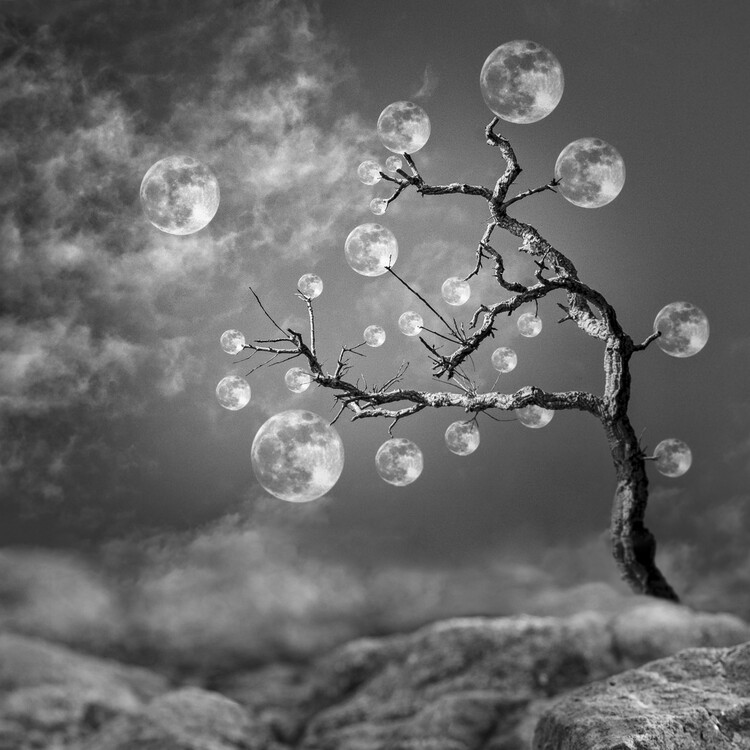 Kunstfotografie The Moon Tree