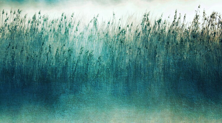 Illustration fog over wetland and reed grass