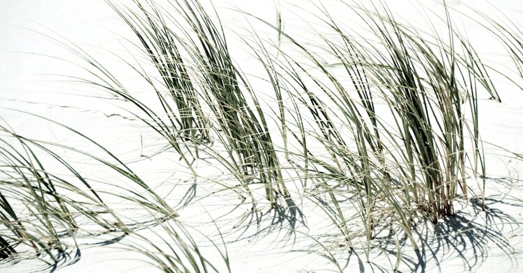 Art Photography Dune grass inpression