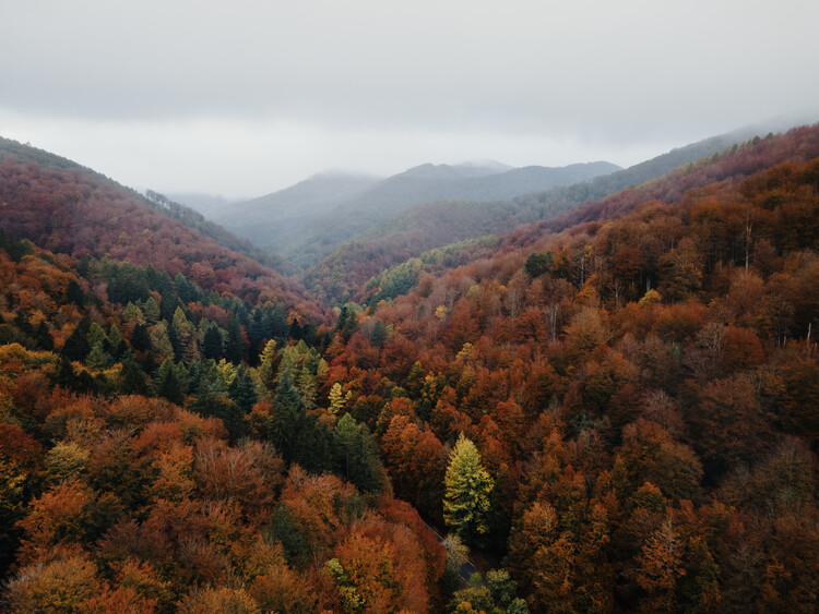 Valokuvatapetti Autumn valley