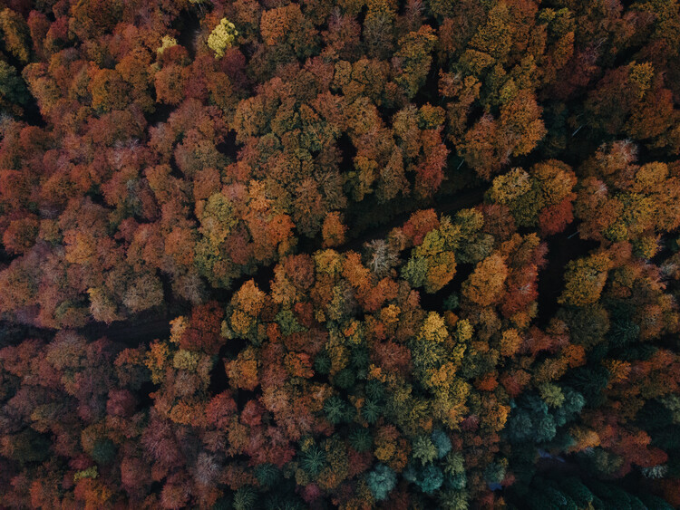 Fototapeta Autumn forest from high fly