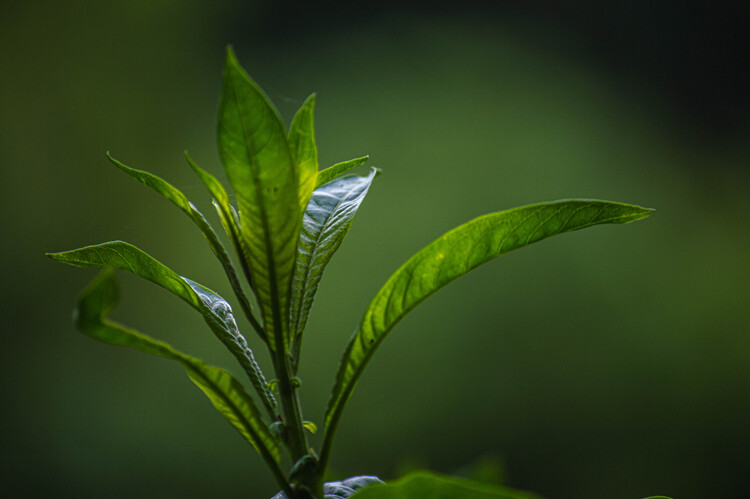 Konstfotografering Plant