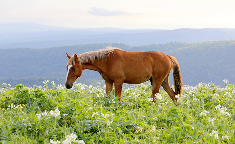 Art Photography horse grazing in the field