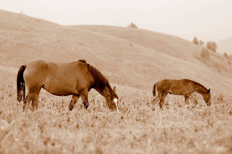 Art Photography horses grazing in the field