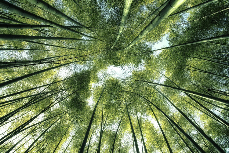 Valokuvataide Bamboo Forest
