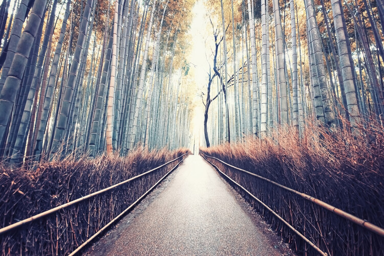 Arte Fotográfica Bamboo Forest
