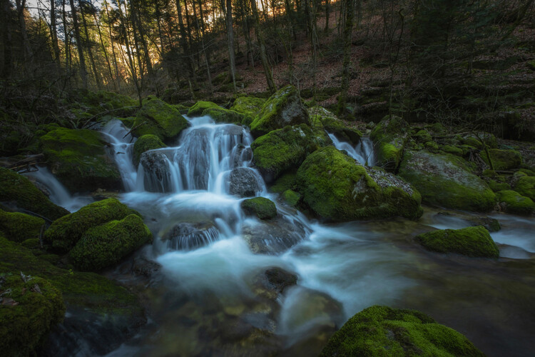 Art Photography FOREST STREAM