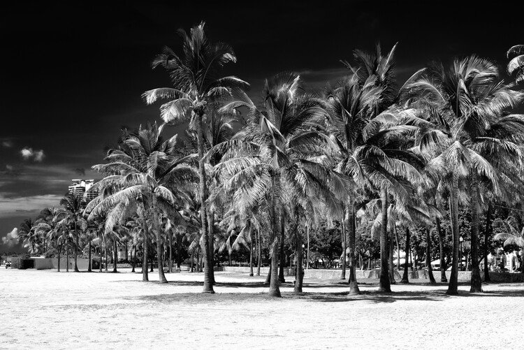 Art Photography Black Florida - Palm Trees Beach