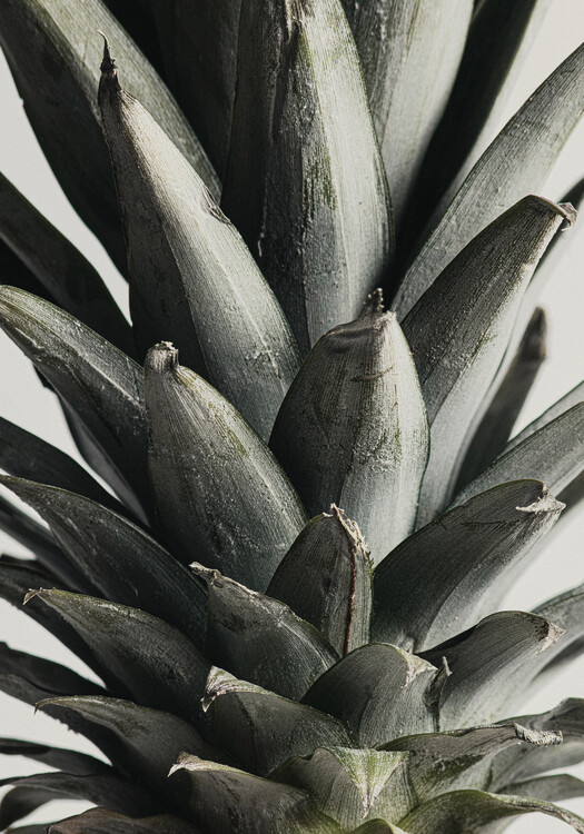 Konstfotografering Pineapple close up