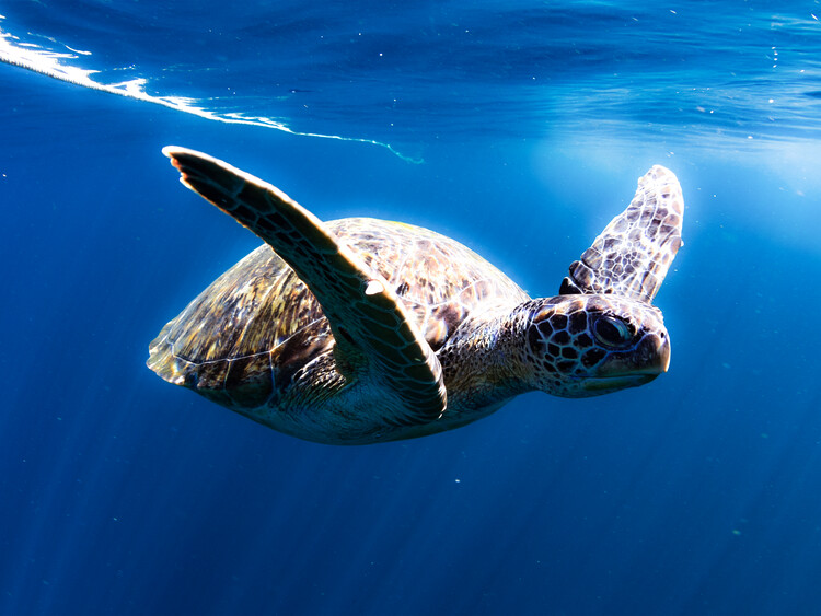 Illustration Ocean Turtle Animal