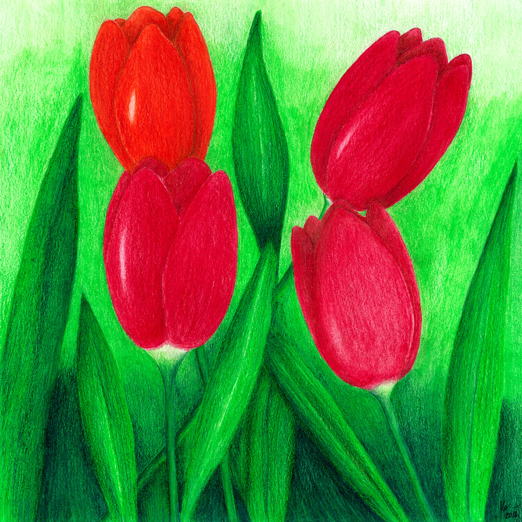 Illustration Tulipány