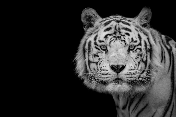 Umetniška fotografija Bengal White Tiger