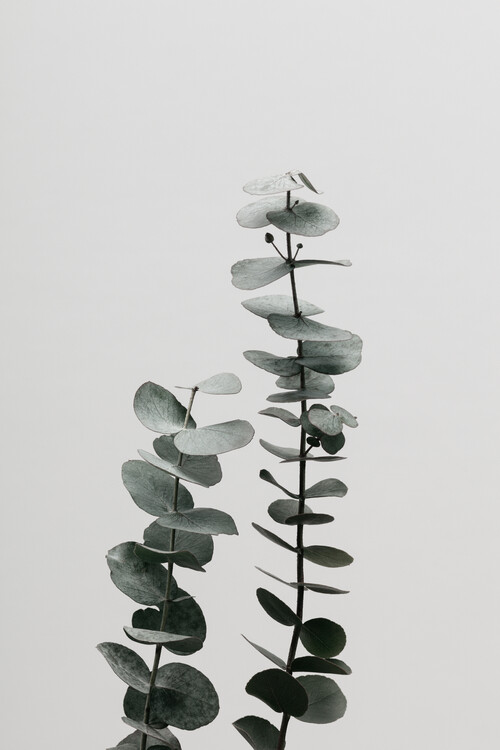 Art Photography Eucalyptus Natural 03