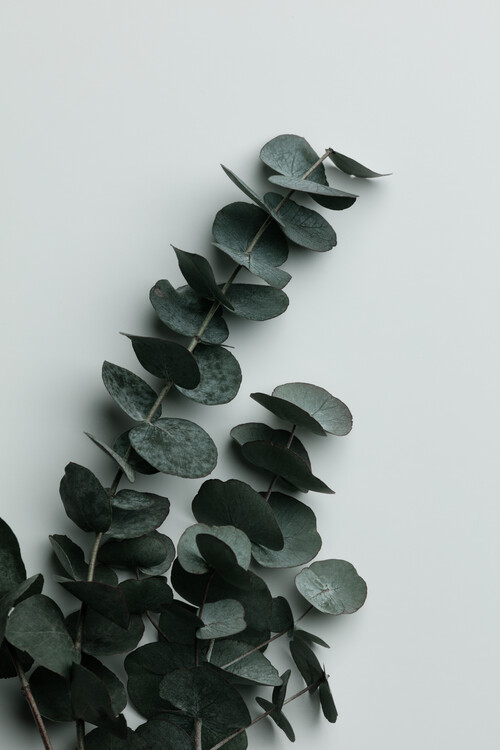 Canvas Print Eucalyptus Wall 01