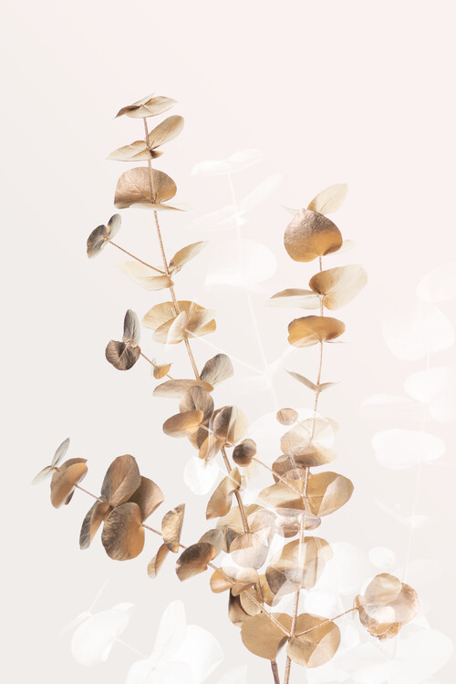 Ilustrace Eucalyptus Creative Gold 03, Studio Collection, 26.7x40 cm