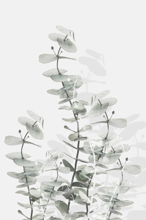 Canvas Print Eucalyptus Creative 15