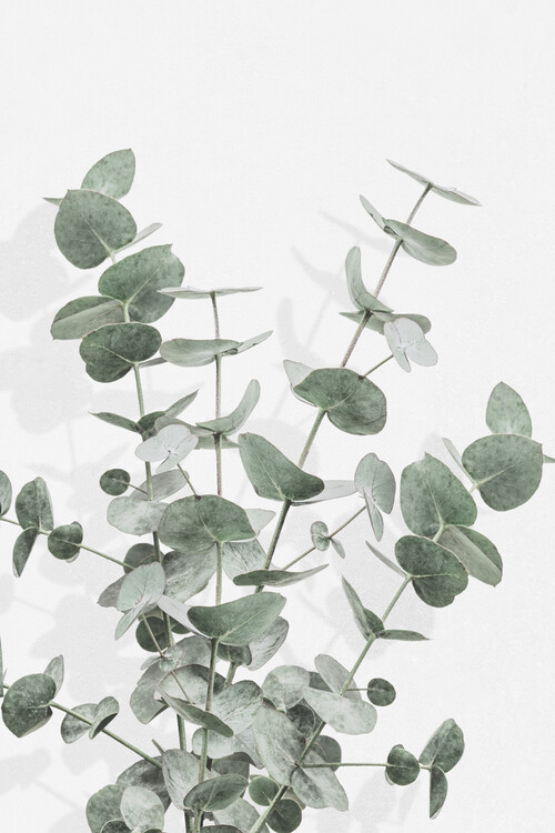 Ilustracja Eucalyptus Creative 16