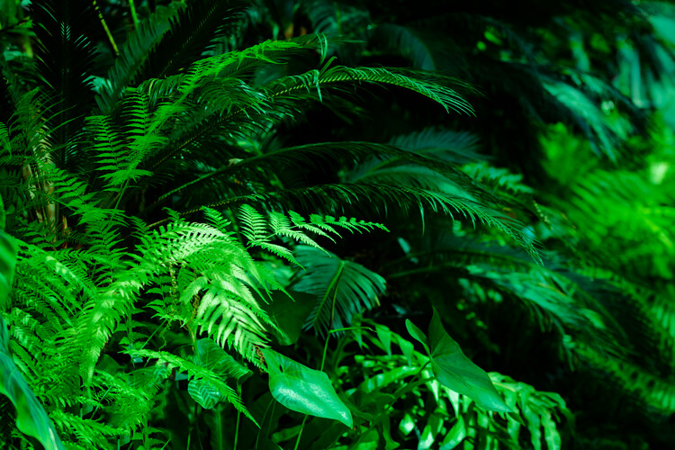 Valokuvataide Tropical green leaves background