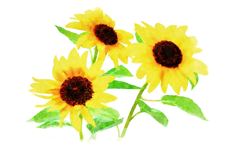Illustration Bouquet of flowering sunflowers