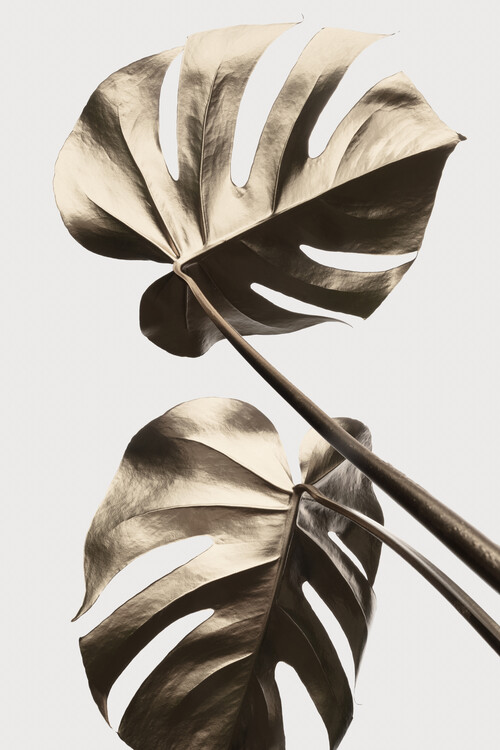 Ilustrace Monstera Gold 08, Studio Collection, (26.7 x 40 cm)